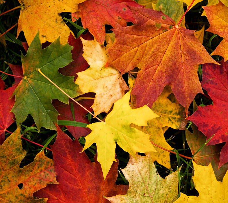 Hojas, otoño, otoño, hoja, temporada, árbol, Fondo de pantalla HD | Peakpx