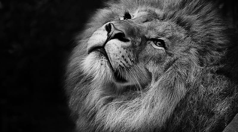 Beautiful Lion Ultra, Black and White, Wild, Lion, Animal, King, blackandwhite, HD wallpaper