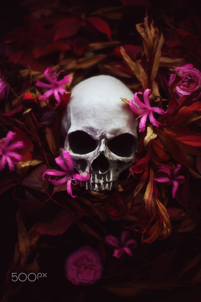 Artem Phoenix, skull, flowers, plants, HD phone wallpaper