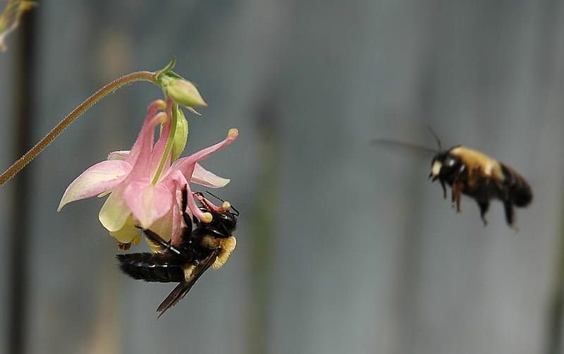 Busy Busy Bees, green, flower, pollen, bumble bees, pink, fuchsia, cream, HD wallpaper