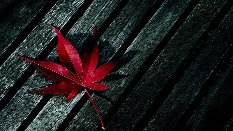 Red Weed Leaf On Wooden Table Weed, HD wallpaper