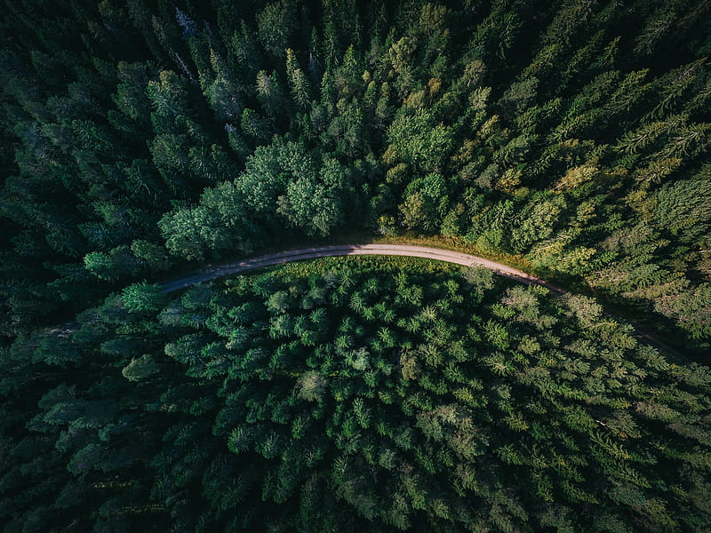 aerial shot of road surrounded by green trees, HD wallpaper