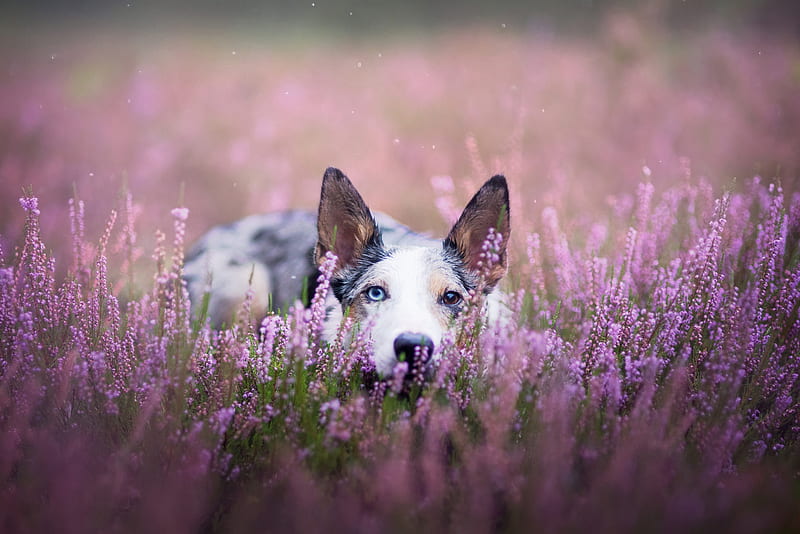 Dogs, Australian Shepherd, Dog, Heterochromia, Lavender, Pet, Purple Flower, HD wallpaper