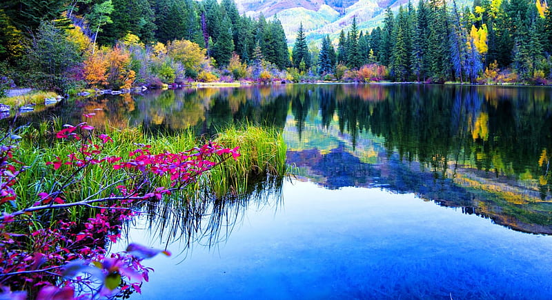 Fall Colors On The Lake, forest, autumn, bonito, trees, lake, Colorado ...