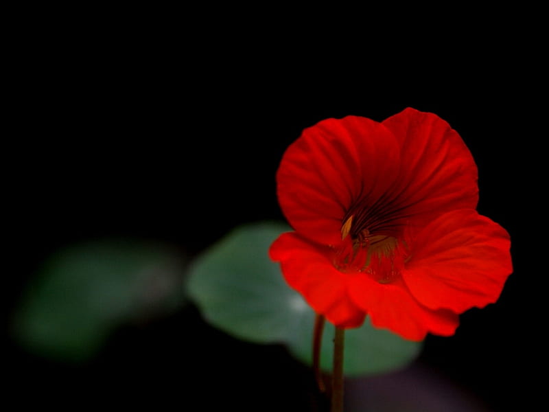 Elemental, mi querido watson, rojas, bonitas, petunia, flores, negras,  sencillas, Fondo de pantalla HD | Peakpx