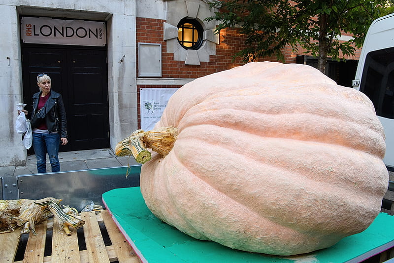 Woman looks toward giant pumpkin, London, Pumpkin weight 1243 pounds, Lindley Hall, 3 Oct 16, RHS Heaviest Pumpkin competition, Giant pumpkin, HD wallpaper