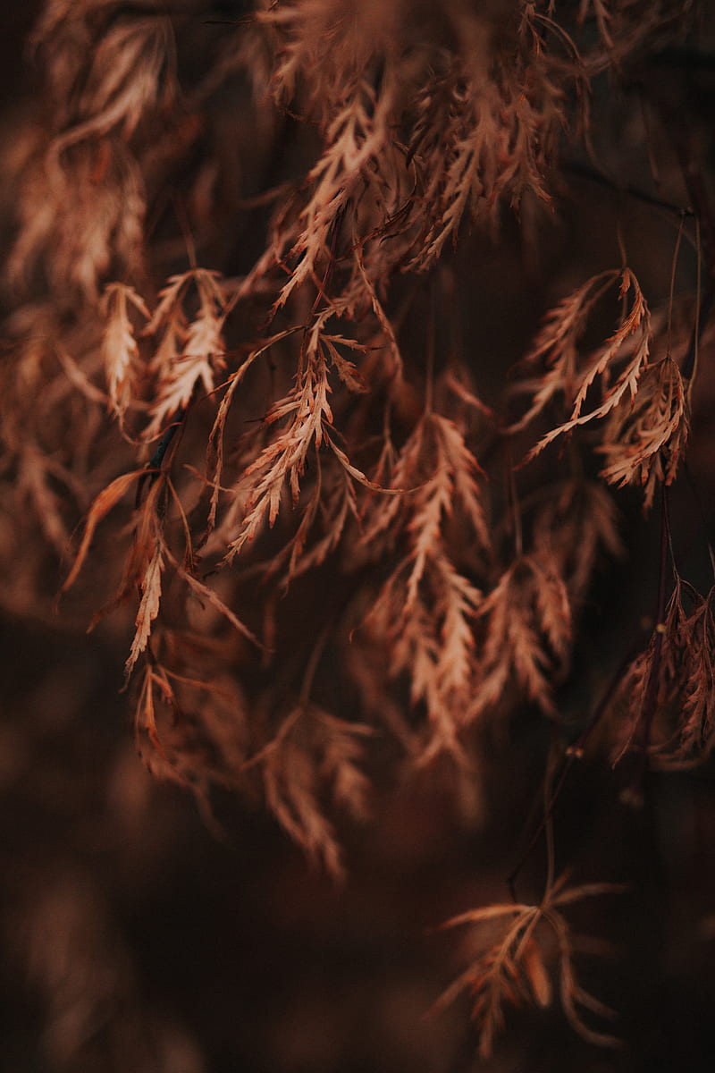 branch, leaves, dry, macro, brown, HD phone wallpaper