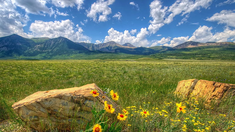 gorgeous meadow in waterton alberta, rocks, grass, mountains, flowers, clouds, meadow, HD wallpaper