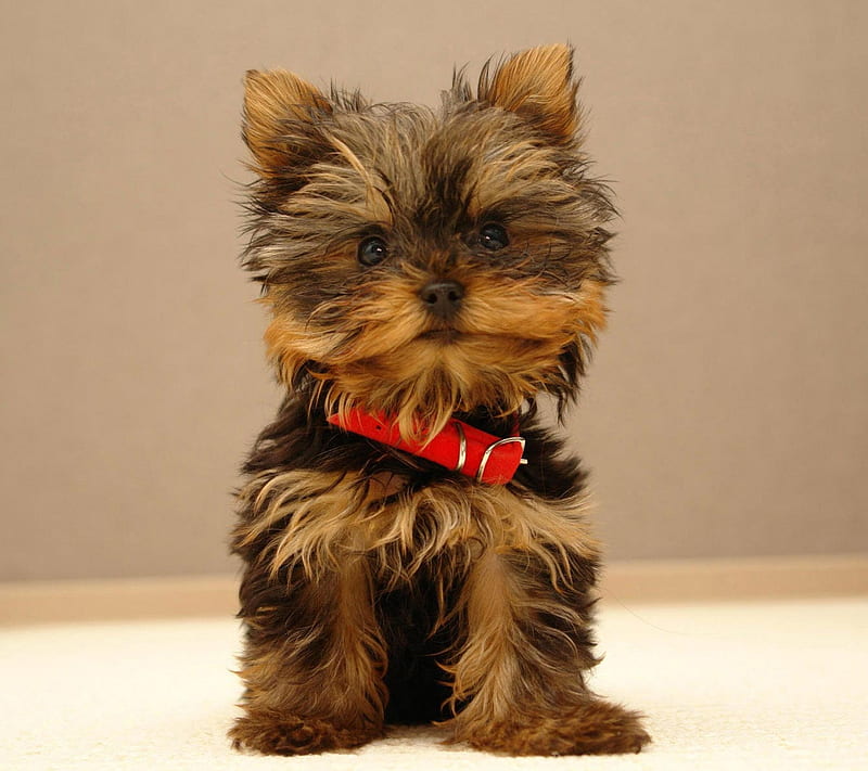 Yorkshire Toy, puppy, terrier, HD wallpaper