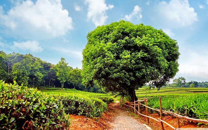 tea-plantation, nature, fields, trees, outdoors, HD wallpaper