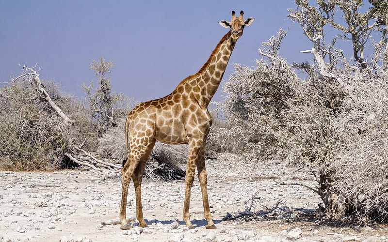 giraffe, desert, Africa, savannah, sand, wildlife, HD wallpaper