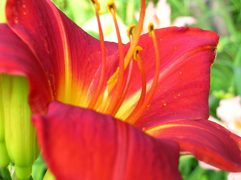 Daylily Anzac, close-ups, flowers, gardens, blooms, daylily, HD wallpaper