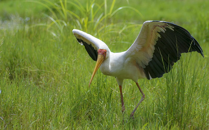 Color stork Wetlands 2019 Animals High Quality, HD wallpaper