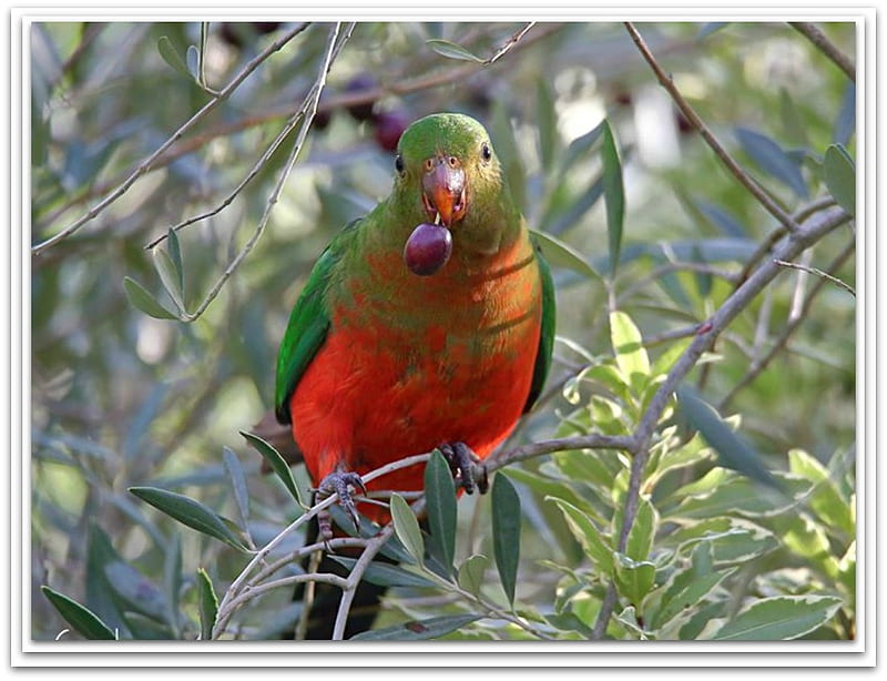 PARROT FEEDING, BIRD, PARROT, NATURE, HD wallpaper