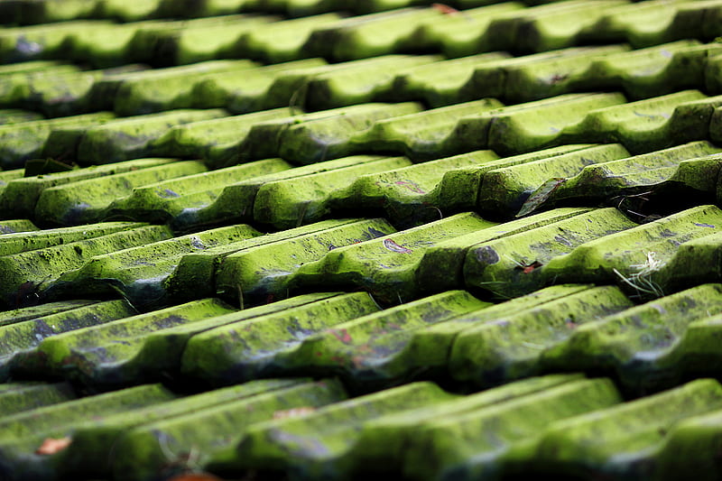 closeup of green roof shingles, HD wallpaper