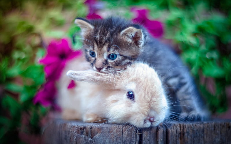 small gray kitten, brown fluffy rabbit, friendship concepts, cute animals, cat and rabbit, HD wallpaper