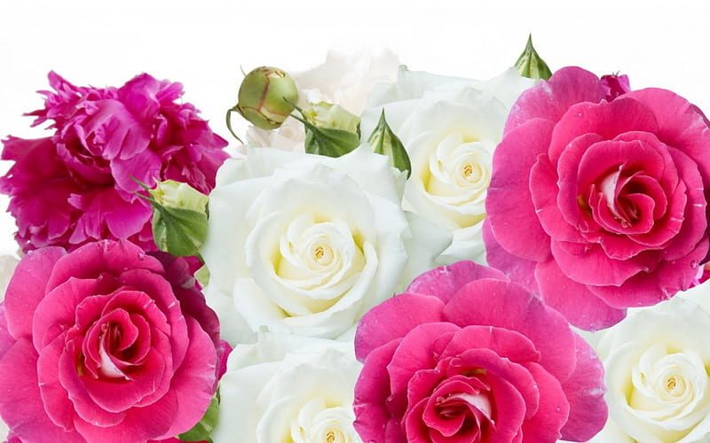 Beautiful Flowers, flowers, roses, buds, pink, peonies, HD wallpaper ...