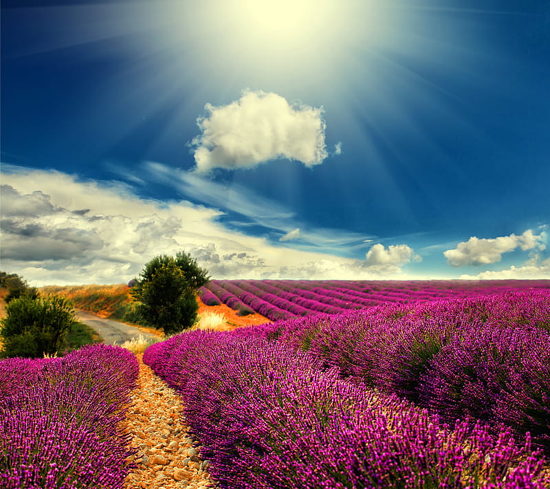 Lavender, countryside, field, france, nature, provence, sunshine, HD wallpaper