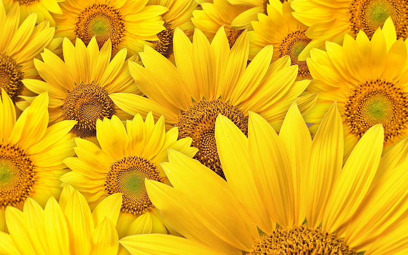 sunflowers, flowers, seed, yellow, HD wallpaper