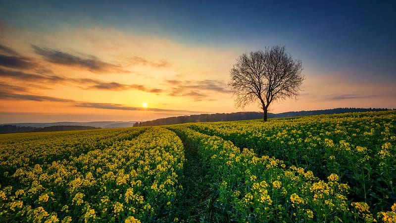 First Blossoms Of Rape, Germany, tree, clouds, sunset, landscape, field, rows, sky, HD wallpaper