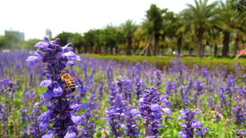 Flowers and bee, bee, pretty, purple, city garden, Flowers, HD wallpaper