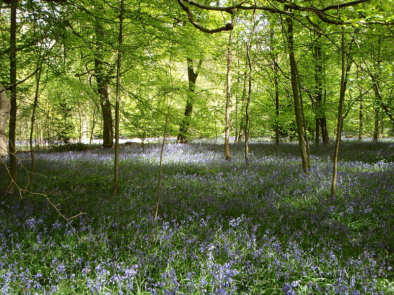 Bluebell Wood, flowers, spring, sunshine, oxfordshire, bluebells, HD wallpaper