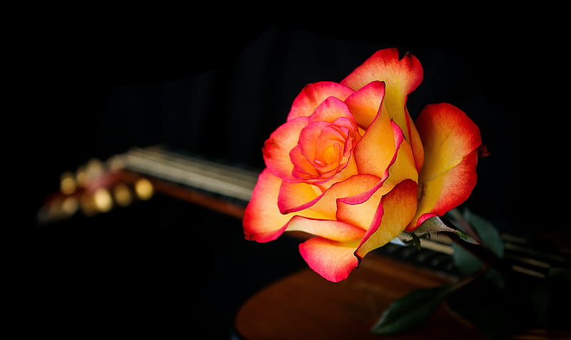 Rose, nature, guitar, Flower, HD wallpaper | Peakpx