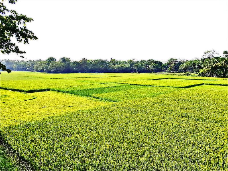 Village, bangladesh, green, HD wallpaper