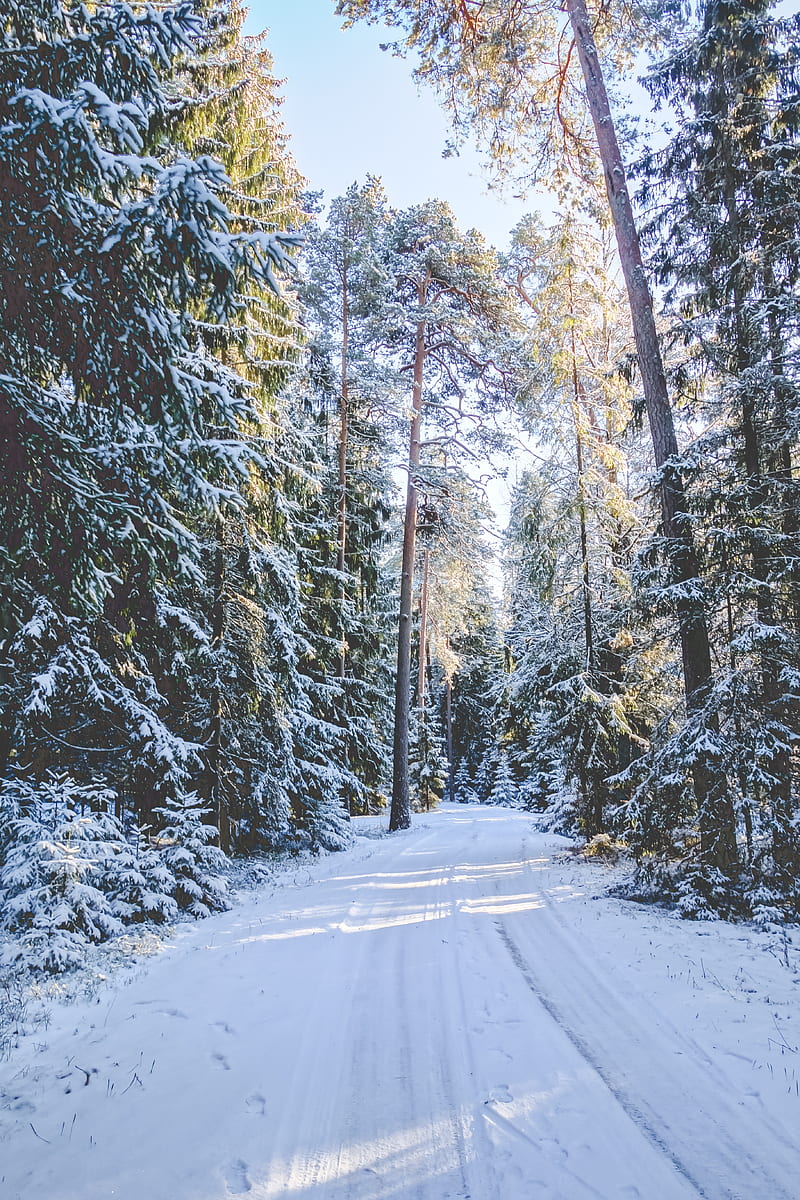 Winter Wonderland, holiday, tree, snow, ztrees18, zchristmas18, HD phone wallpaper