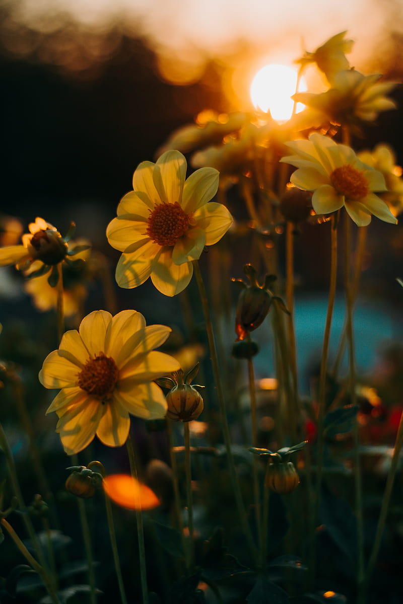 yellow flower meadow, HD phone wallpaper