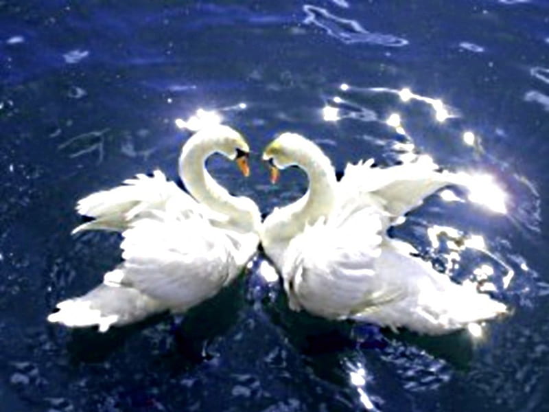 White swans, heads, joined, swimming, together, HD wallpaper