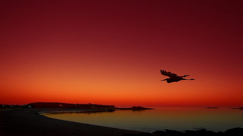 Beautiful Flight, red, flight, lone bird, tonemapped, dom, r, HD wallpaper