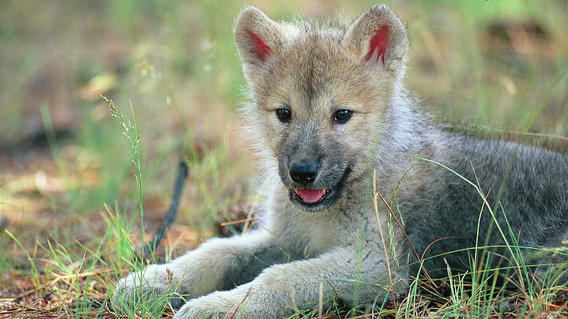 Animals, Wolf, Baby Animals, Cubs / and Mobile Background, Cute Baby  Wolves, HD wallpaper | Peakpx