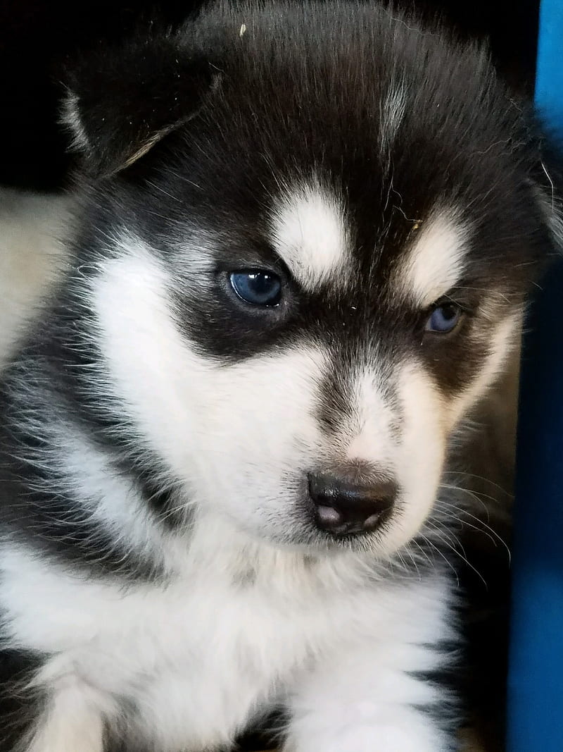 Logan Husky Puppy, cute, dog, siberian husky, HD phone wallpaper