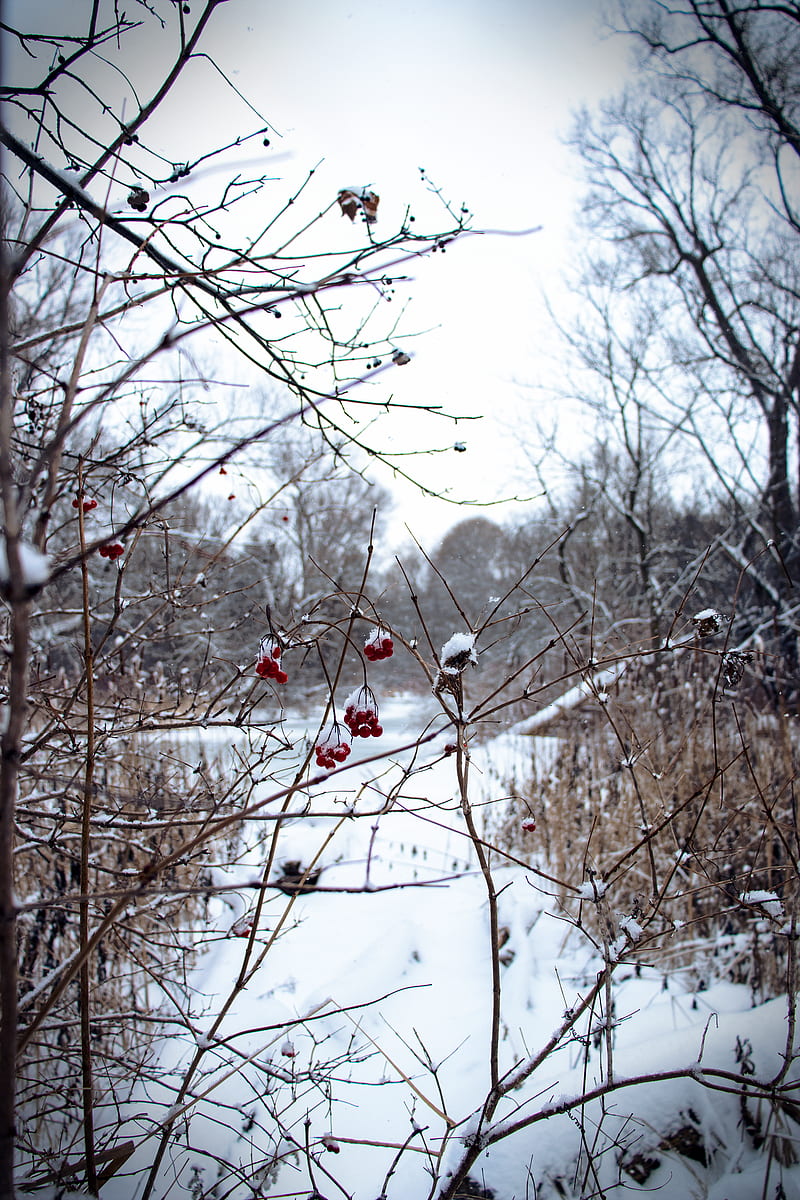 winter, red berries, berries, trees, plants, vertical, snow, snow covered, HD phone wallpaper