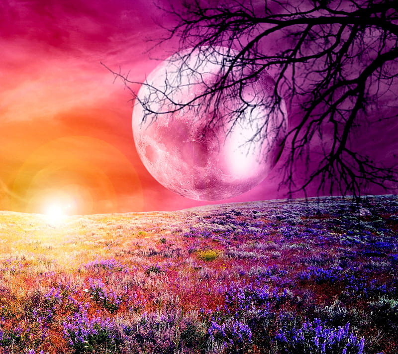 Beautiful Pink Flower Blossom In Night Skies With Full Moon Stock Photo   Download Image Now  iStock