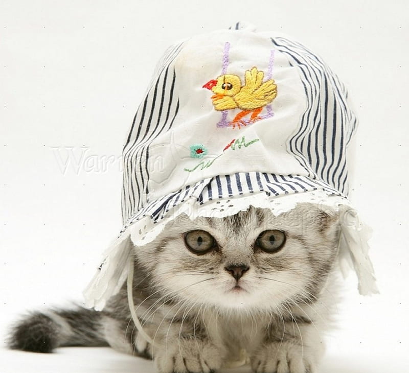 cute kitten in a baby sun hat, cute, sun hat, kitten, cats, baby, animals, HD wallpaper