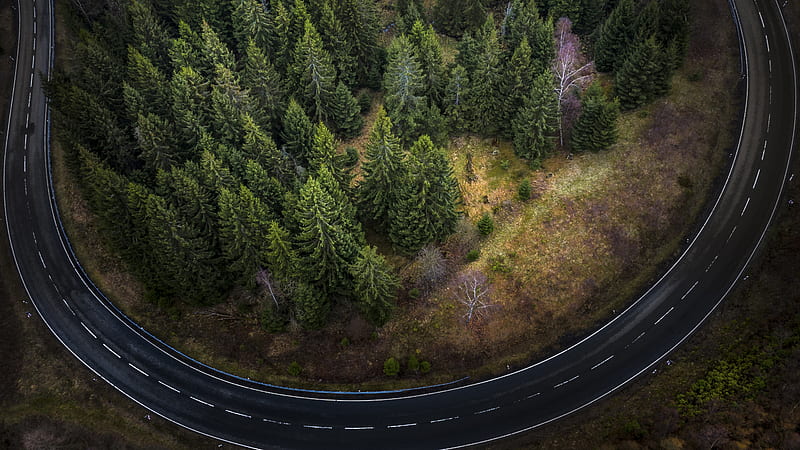 Aerial View Of Fir Tree Surrounded By Road Travel, HD wallpaper