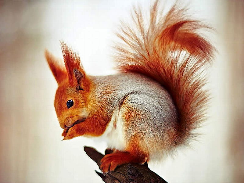 Red Squirrel, cute, red, squirrel, HD wallpaper