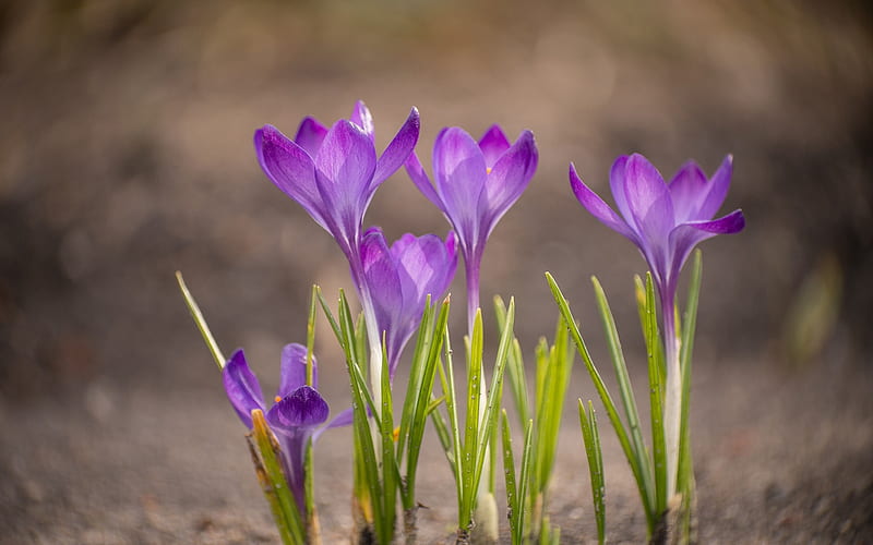 crocuses, purple flowers, spring, field, spring flowers, HD wallpaper