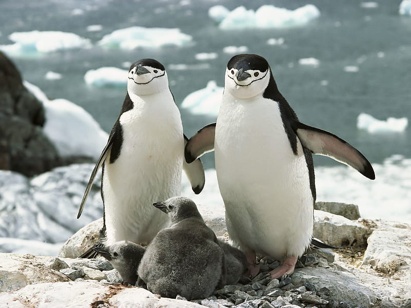 Chinstrap_Penguins, cool, chinstrap-penguins, HD wallpaper