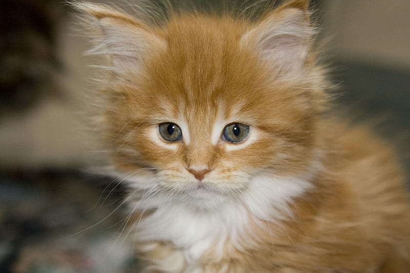 MY NAME IS BUTTERSCOTCH, adorable, eyes, big, happy, HD wallpaper