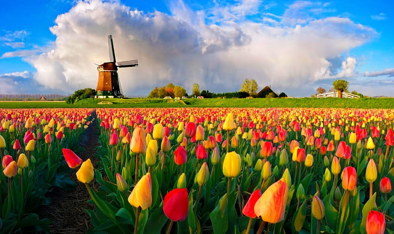 Windmill in summer, pretty, colorful, windmill, grass, mill, bonito, clouds, nice, village, flowers, tulips, lovely, wind, sky, summer, nature, meadow, field, HD wallpaper