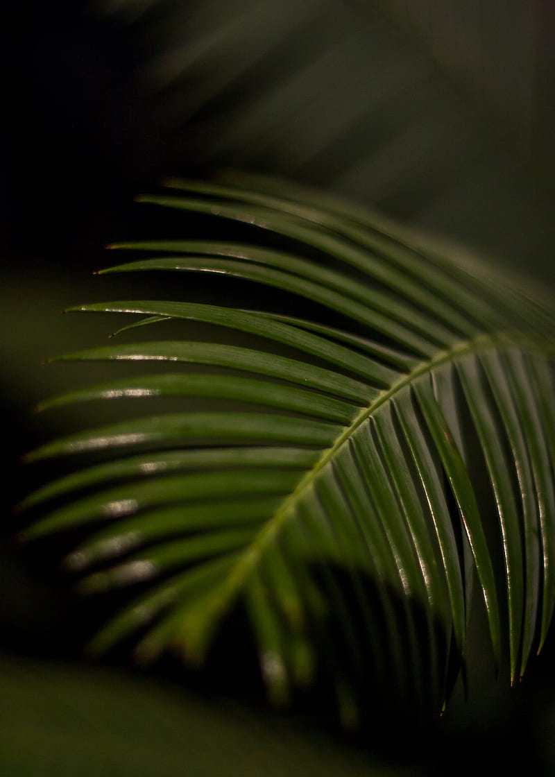 palm leaf, leaf, macro, green, tropical, HD phone wallpaper