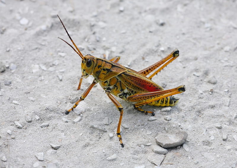 Eastern Lubber Grasshopper, grasshopper, bug, insect, bugs, nature, HD wallpaper