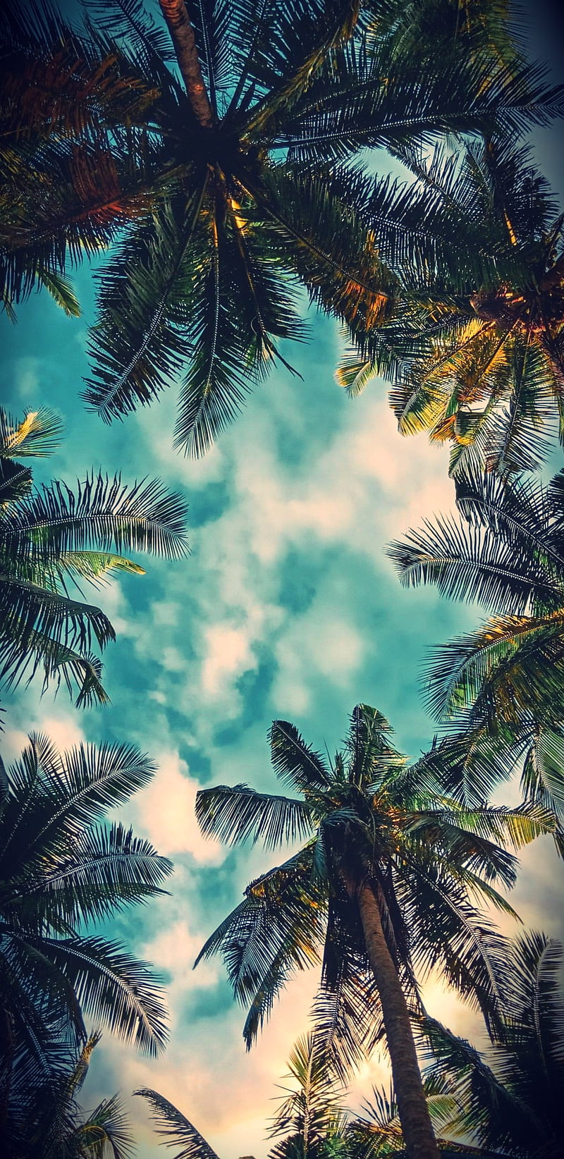 Bel air Palms, bonito, colorful, nature, palm, sunsets, HD phone wallpaper