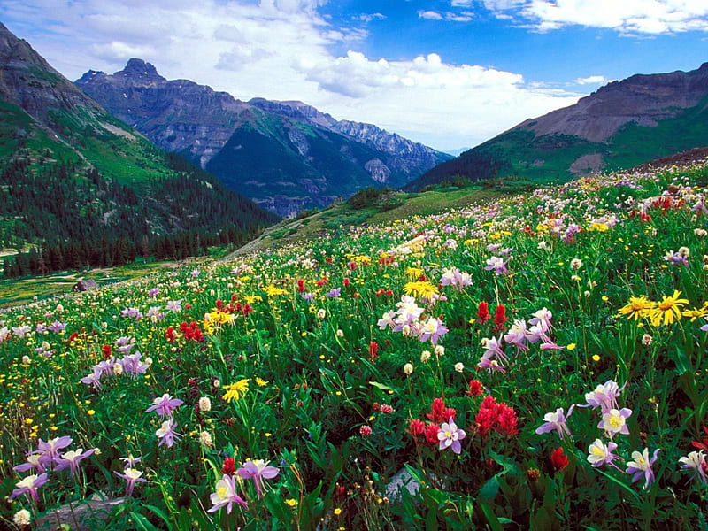 Colorado Mountains, columbine, flowers, clouds, field, landscape, HD wallpaper