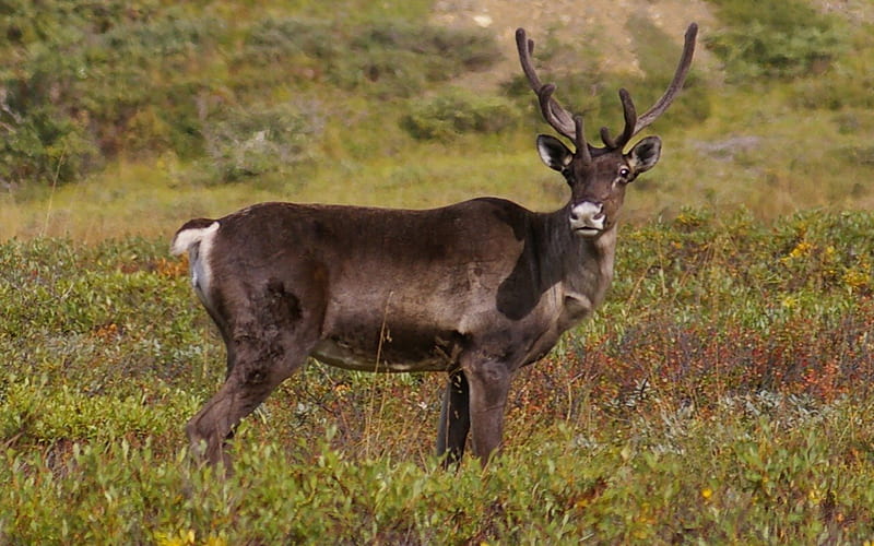 Handsome Caribou 2, USA, Alaska, National Park, caribou, Denali, wild life, graphy, wide screen, nature, scenery, landscape, HD wallpaper
