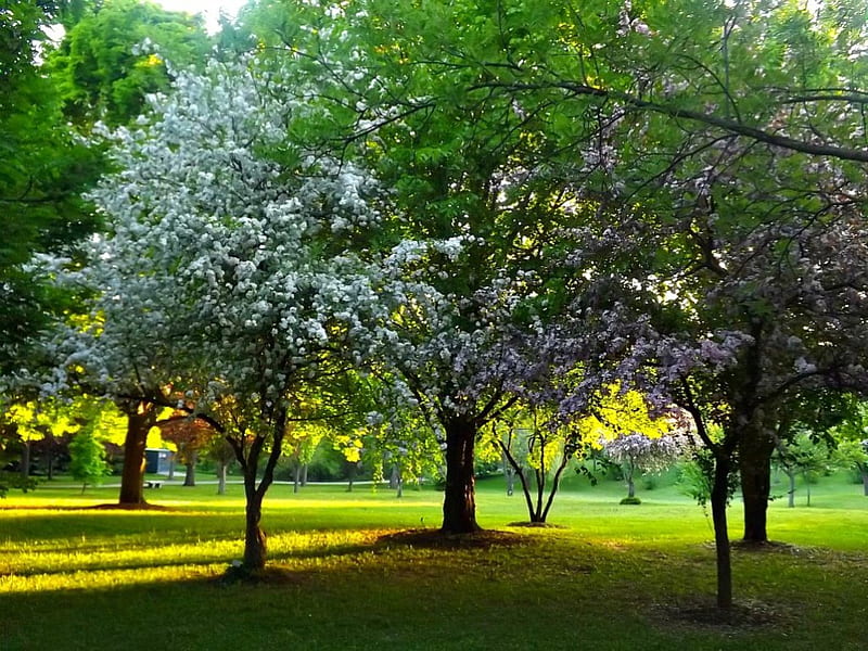 Parque sunnidale, flores, parques, flores, árboles, Fondo de pantalla HD |  Peakpx