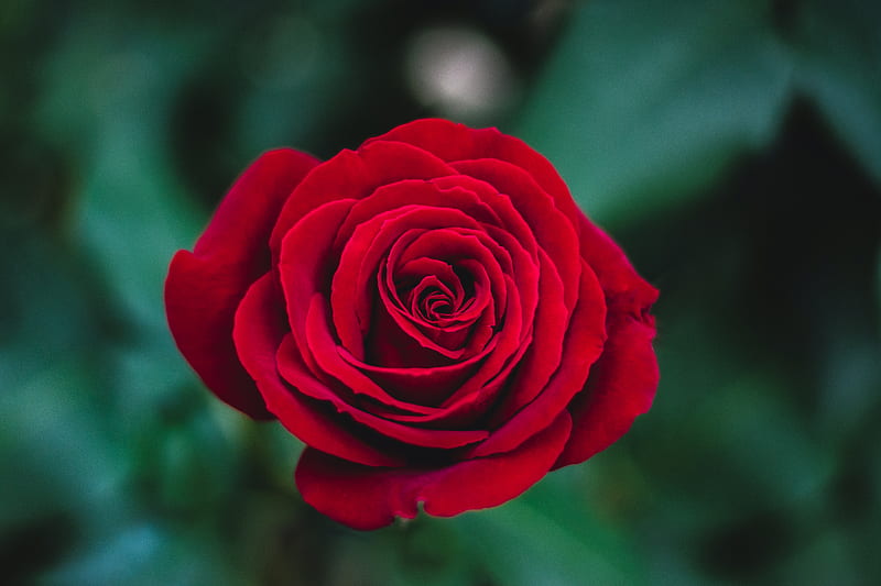 shallow focus graphy of red rose, HD wallpaper